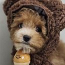 시바견분양.kr 이미지