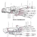 제2장 발의 신체역학적 구조와 기능 - 1. 발과 발목의 해부학적 구조 - 1.1 뼈(bones) 이미지