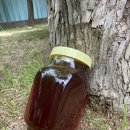 양구 벌꿀 이미지