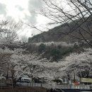 아빠의나무 야영장 이미지