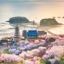 [국도21] 홍성군 벽계리 | 5월 봄여행. 봄꽃.인기 베스트 추천명소 가볼만한 곳