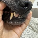 청담리덴동물치과병원 이미지