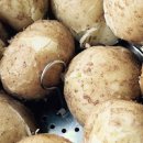 감자독? 감자 독성물질 감자 솔라닌 발생하기 않게 감자재배 하기 이미지