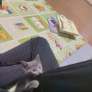 대전 고양이분양 퍼스트캣 대전점 이미지