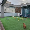 누리마루 Pet유치원 이미지