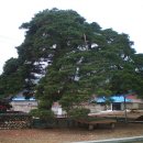 울진소나무 이미지