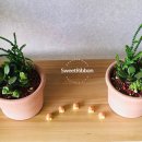 반려식물 다육토분 이미지