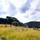 전곡읍-13 | 서울근교 가을꽃명소 연천국화축제 풍경 개화상황 전곡리유적지 방문후기