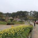 2024-04/04(목)노란동산 서산 유기방가옥 수선화-국내최대 한우목장 서산 한우목장 힐링트래킹 이미지
