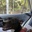 두지네 윗집 이미지