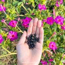 원예테라피 이미지