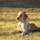 강아지야 이미지