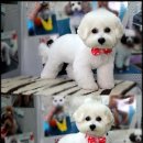 쭈니쭈니 펫살롱 이미지