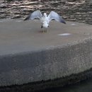 은빛날개