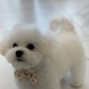 슈슈펫살롱 이미지