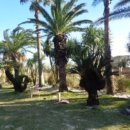 상모리-1 이미지