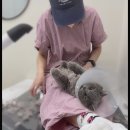 냐홍 고양이미용호텔 네이버블로그