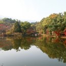 숲의 소리 이미지