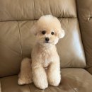 반야시스터 | [대전 애견미용] 봉명동 반야시스터 푸들 귀툭튀, 위생미용 후기