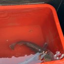 현대낚시 이미지