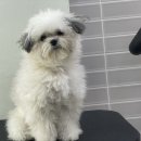 미코 그루밍 이미지