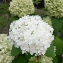 진맥잘보는한의원 이미지