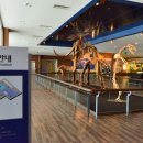 계룡산자연사박물관 이미지