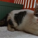 산타클라라동물병원 이미지