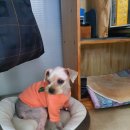 별님달님 이미지