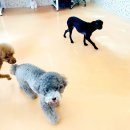 쉐이크테일 강아지 애견 유치원 호텔 미용 이미지