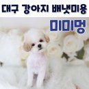 유니멍 강아지미용실 | 대구애견미용실 동대구역 미미멍 강아지 배냇미용 후기