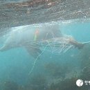 제주 돌고래 이미지