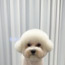 견공간샵 이미지