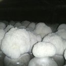 푸른행복농장 이미지