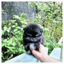 강아지분양 애견입양 아이러브독 인천점 이미지