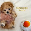 마마스미독강아지분양광주점
