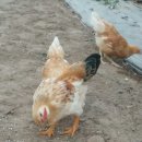 꼬꼬체험장 이미지