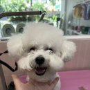 허그퍼피 이미지