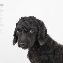 동물사랑애견샵 이미지