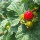 대동농장 이미지