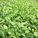 자연광주리협동조합 이미지