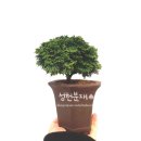 성천분재 이미지