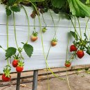 김태하 농장 이미지