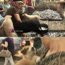 강아지 사랑 이미지