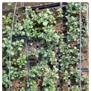 중부농협로컬푸드직매장2 이미지