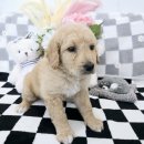 가온펫(안심분양센터) | 강아지분양 가온펫 안심분양에서 만난 사랑스러운 갈둥이 골든두들