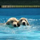 도기헤븐 이미지