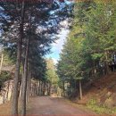 상관 공기마을 편백숲 | 전북 완주 공기마을 편백숲 겨울에 더 깊어지는 숲의 고요한 힐링 여행