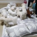 통보펜션 이미지