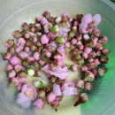 분홍 매화꽃 차 마시기 🌸❄️ 향긋한 봄을 한 잔에